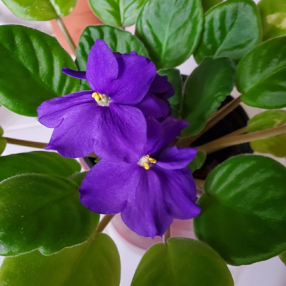 Meet your Posher, Debbie - Picture 1 of 1